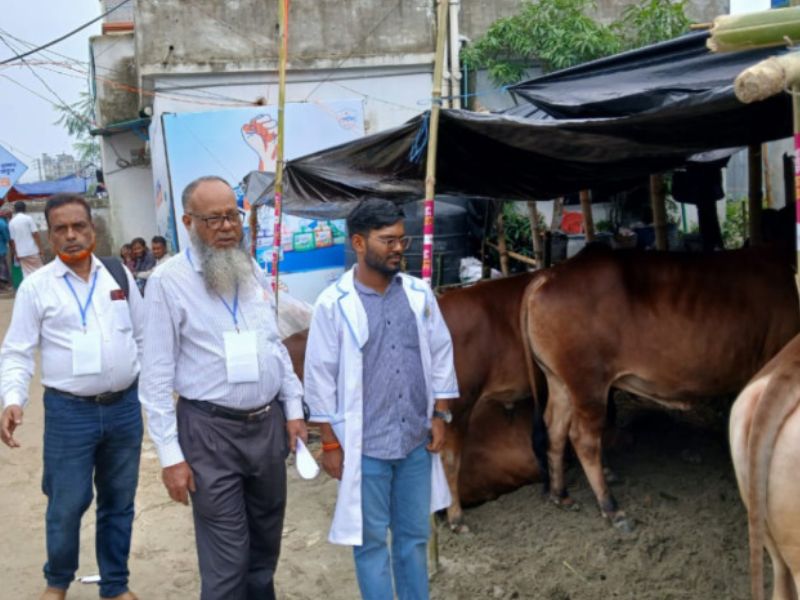 রাজধানীর পশুর হাটে ভেটেরিনারি চিকিৎসা দিচ্ছেন বাকৃবি শিক্ষার্থীরা